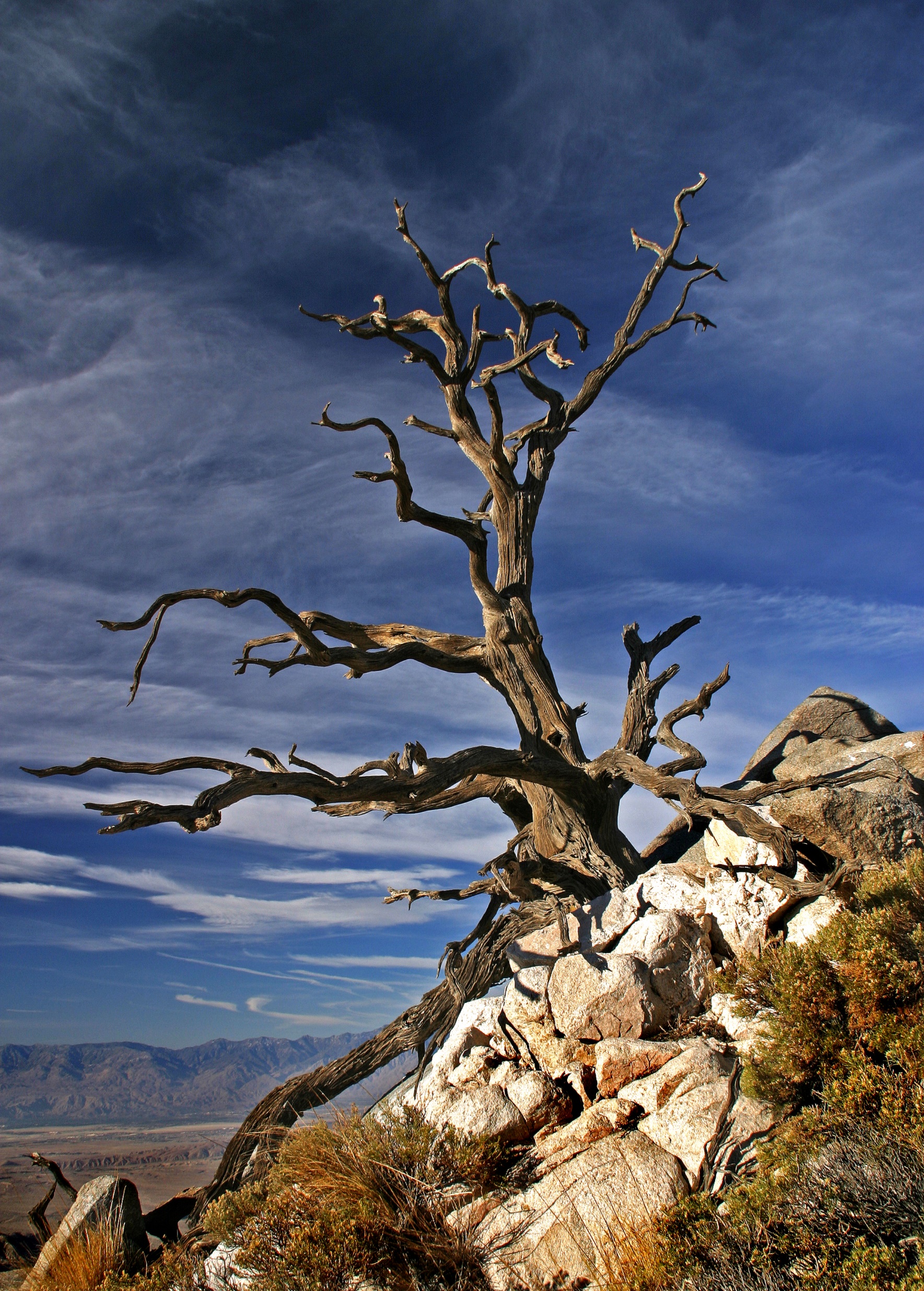 Palo Tree